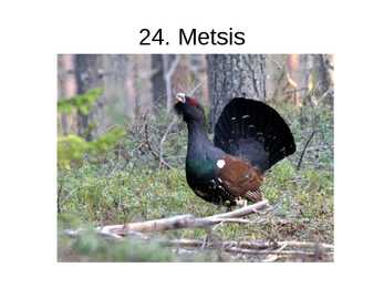 Eesti linnud pildimaterjal #20