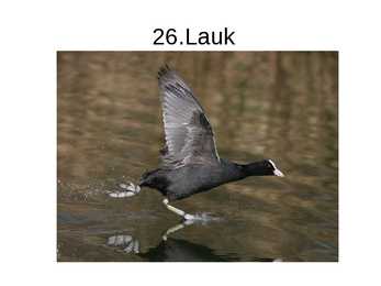 Eesti linnud pildimaterjal #23
