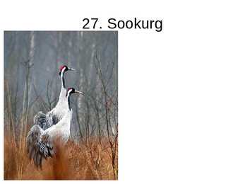 Eesti linnud pildimaterjal #25