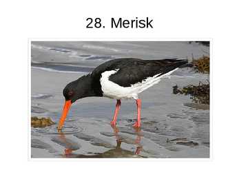 Eesti linnud pildimaterjal #27