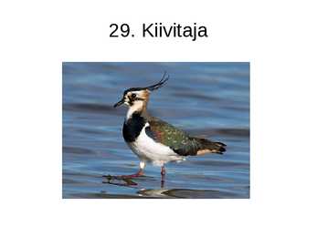 Eesti linnud pildimaterjal #29