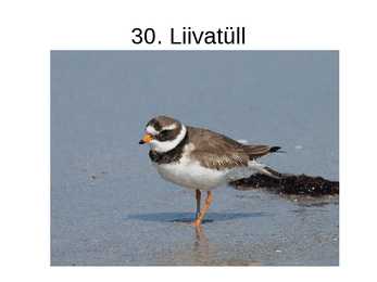 Eesti linnud pildimaterjal #31