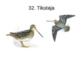 Eesti linnud pildimaterjal #36