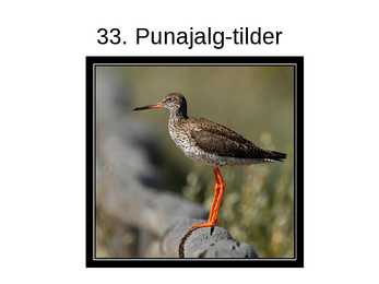 Eesti linnud pildimaterjal #38