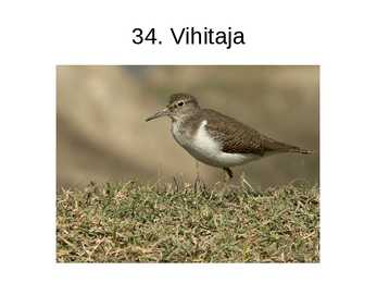 Eesti linnud pildimaterjal #39