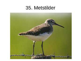 Eesti linnud pildimaterjal #41