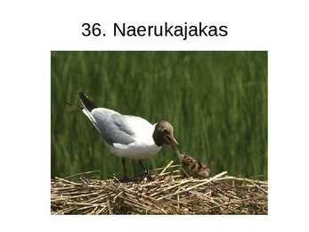 Eesti linnud pildimaterjal #43