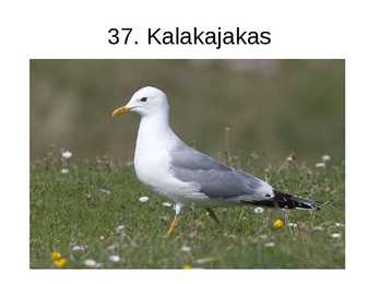 Eesti linnud pildimaterjal #45