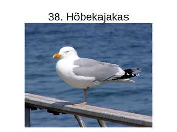 Eesti linnud pildimaterjal #46