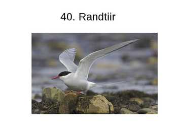 Eesti linnud pildimaterjal #48