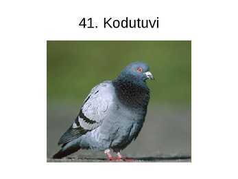 Eesti linnud pildimaterjal #50