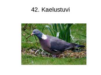 Eesti linnud pildimaterjal #51