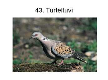 Eesti linnud pildimaterjal #53