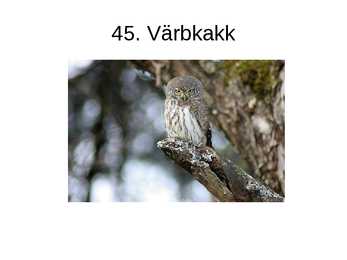 Eesti linnud pildimaterjal #57