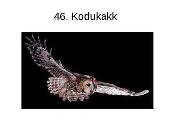 Eesti linnud pildimaterjal #58
