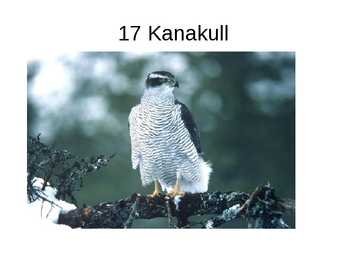 Eesti linnud pildimaterjal #7