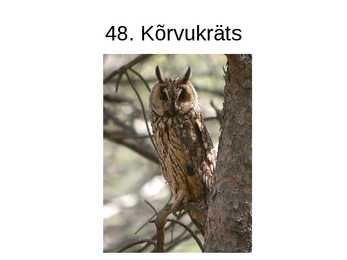 Eesti linnud pildimaterjal #61