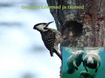 GRUUSIA #15