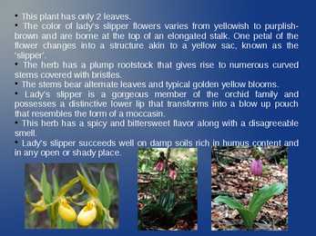Lady s Slipper #3