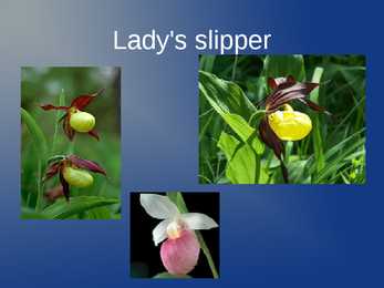 Lady s Slipper