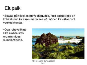 Rohevetikad #4