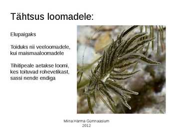 Rohevetikad #7