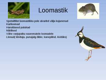 Looniidu esitlus #4