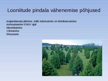 Looniidu esitlus #7