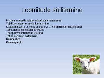Looniidu esitlus #8