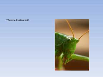 Looniidu esitlus #9