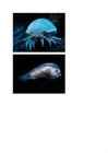 Deep sea #3