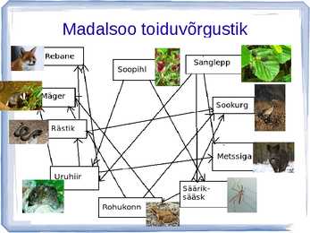 Madalsoo #14