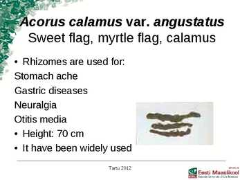 Presentation Medical plants in korea #4