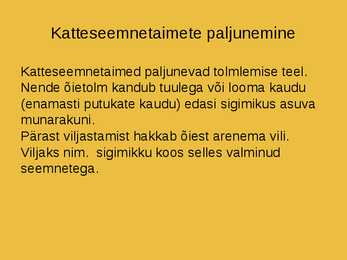 Katteseemnetaimed #4