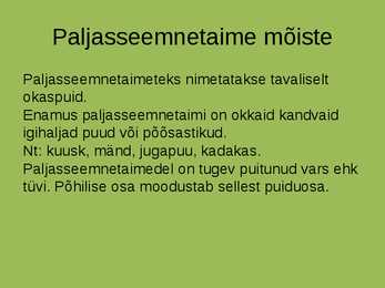 Lühike konspekt paljasseemnetaimedest #2