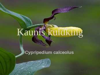 Kuldking