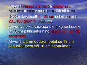 Nakkevõrkude selektiivsus ahvenapüügill POWERPOINT #5