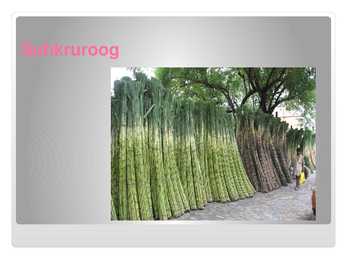 Rummid-Powerpoint #5