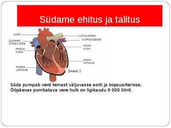 Südame veresoonkonna haigused #3