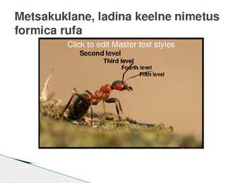 Metsakuklane #2