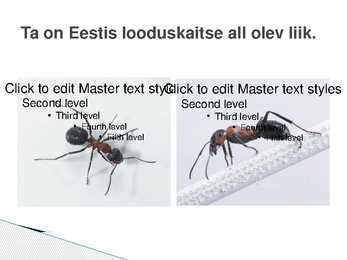 Metsakuklane #3