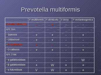 Prevotella multiformis #11