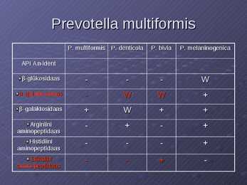 Prevotella multiformis #12