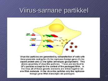 Semliki forest viirus #10