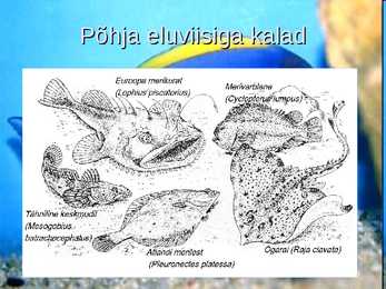 KALADE KEHAKUJU powerpoint #11