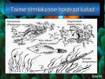 KALADE KEHAKUJU powerpoint #12