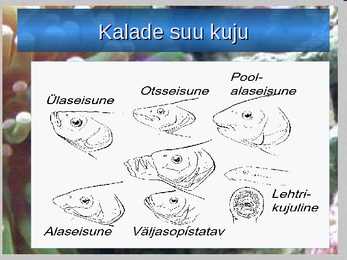 KALADE KEHAKUJU powerpoint #13