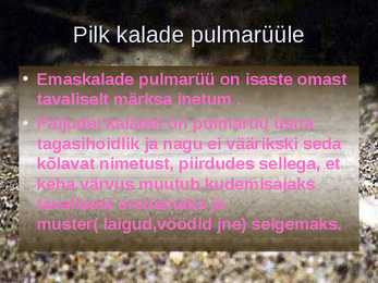 KALADE KEHAKUJU powerpoint #19