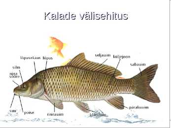KALADE KEHAKUJU powerpoint #10