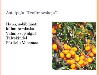 Aiaplaan puuviljandus #13